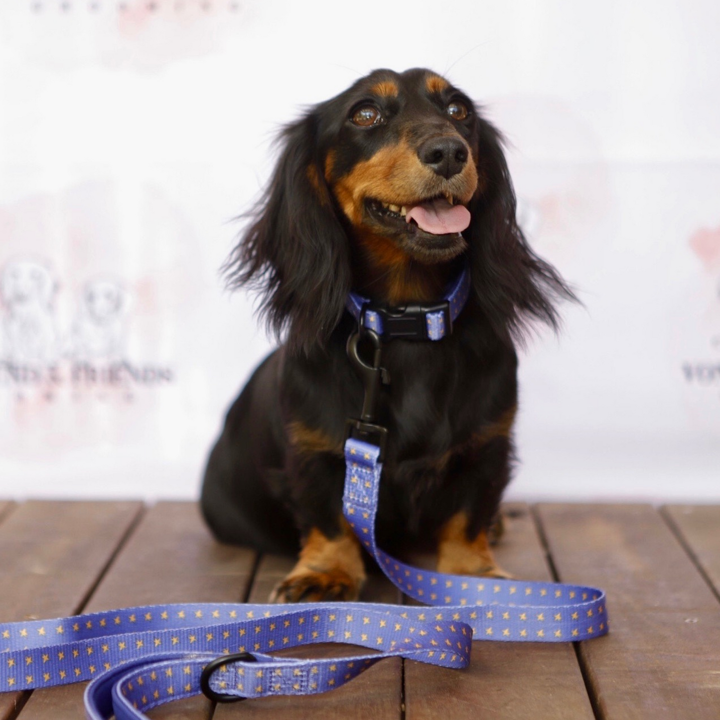 Soft Dog Collar with Stars - Von Hound and Friends