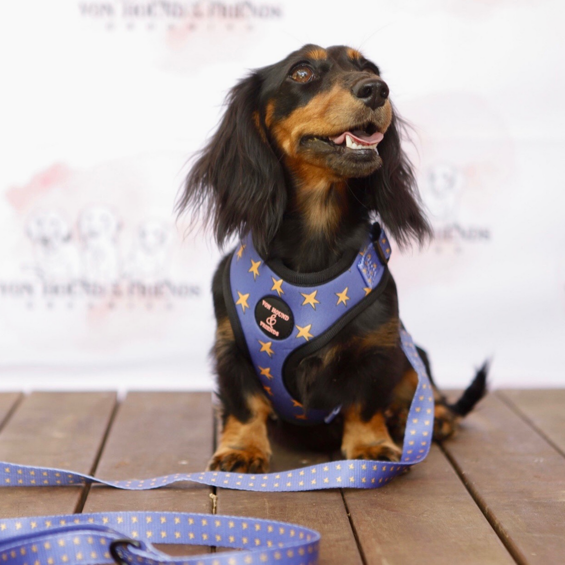 Star Dog Harness - Von Hound and Friends