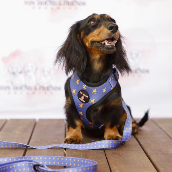 Star dog clearance harness