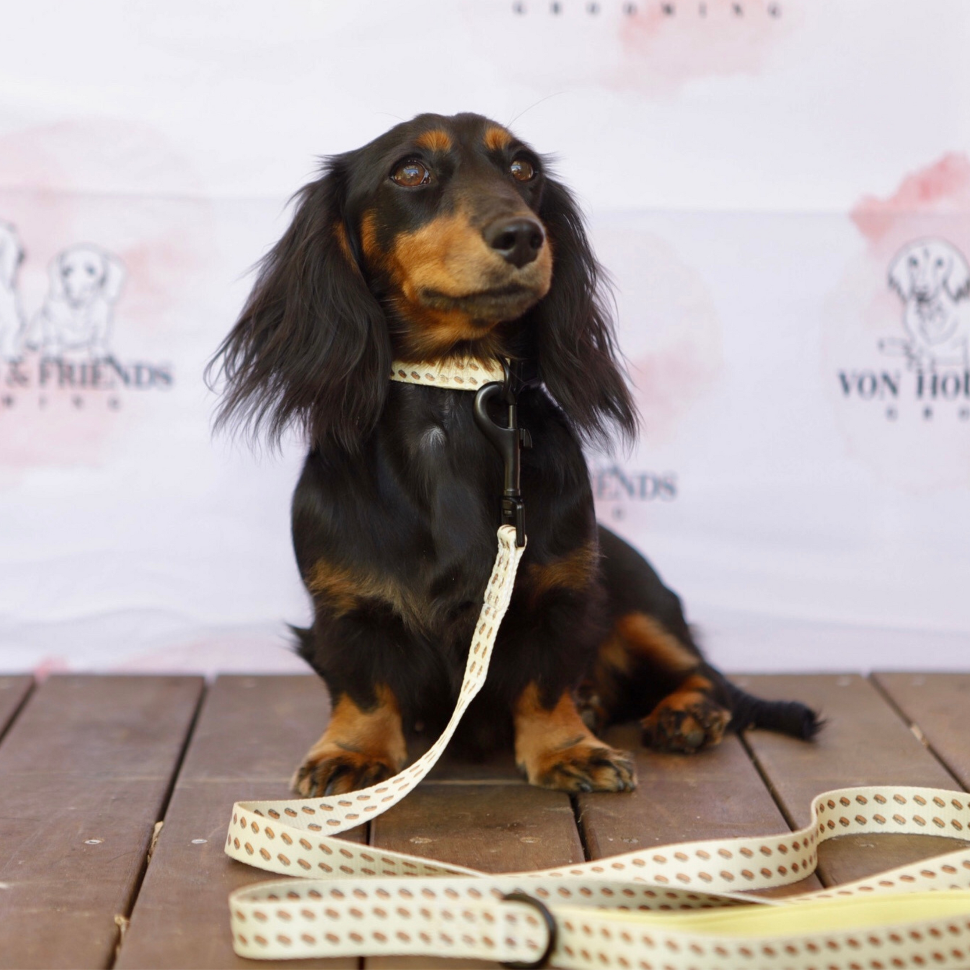 The Best Dog Lead - Von Hound and Friends