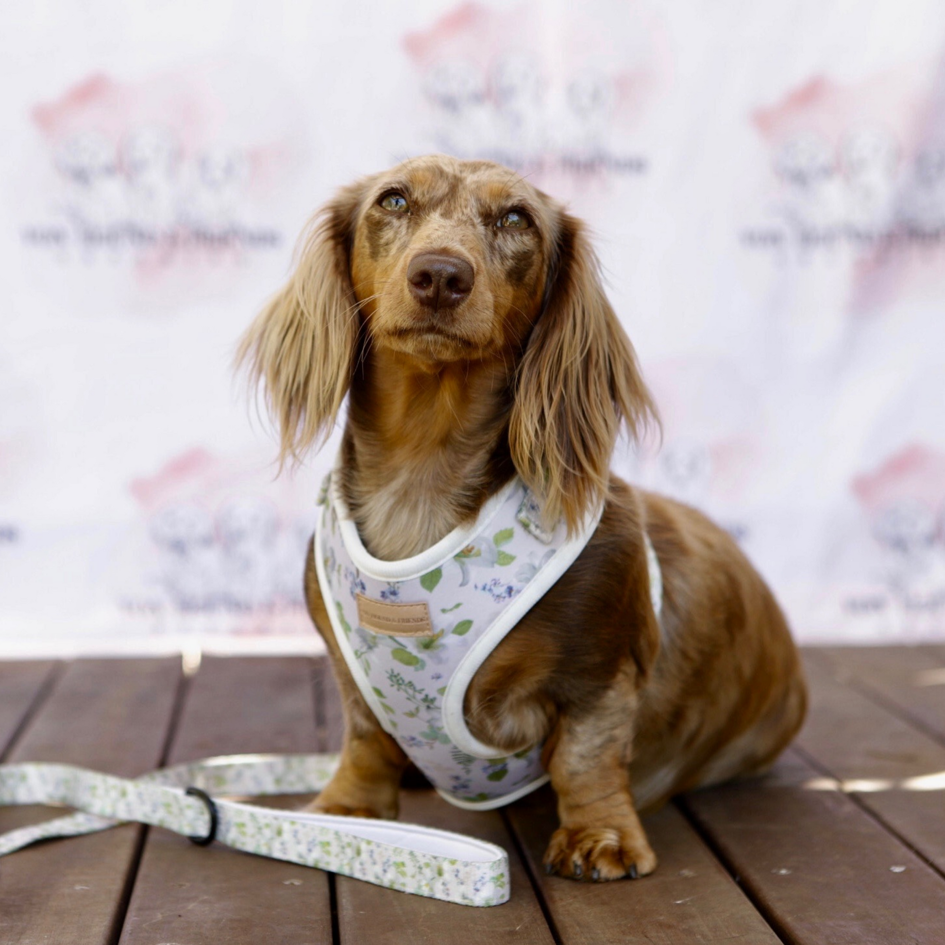 White Dogs Harness Set - Von Hound and Friends
