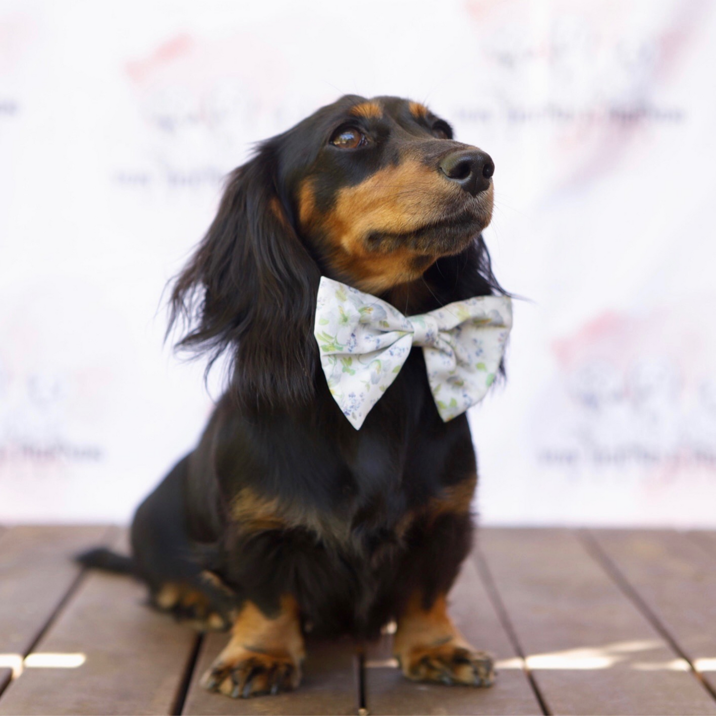 White Floral Dog Soft Collar - Von Hound and Friends