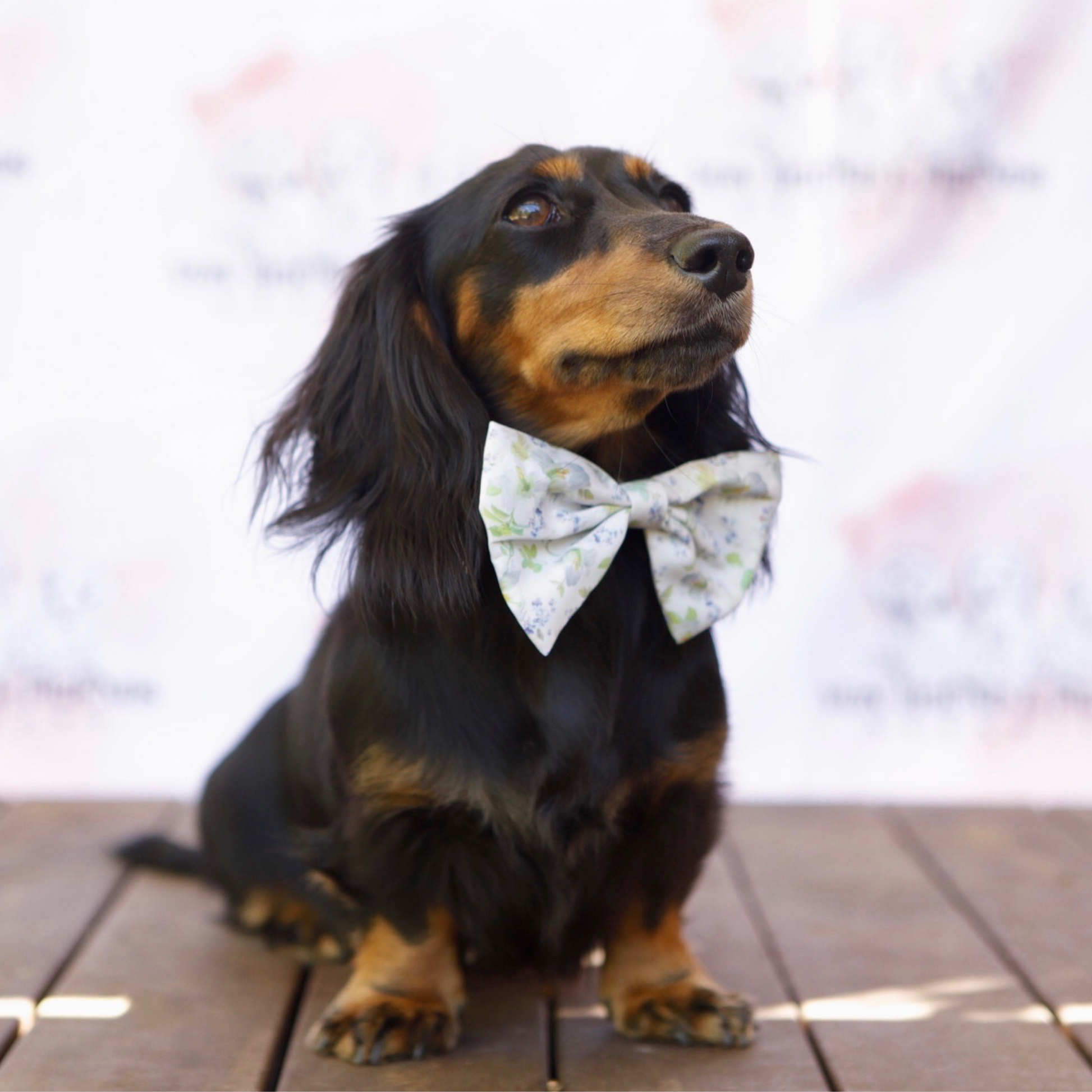 White Floral Dog Soft Collar - Von Hound and Friends