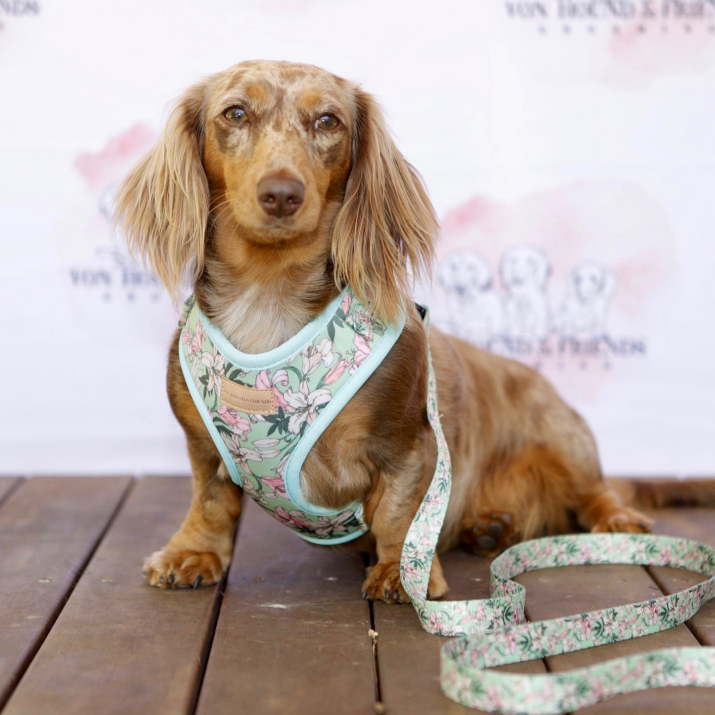 flower Dog Harness - Von Hound and Friends