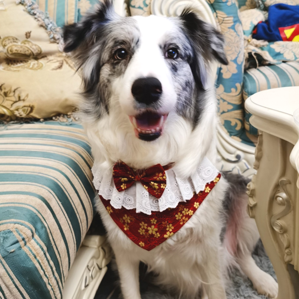 lace frill dog bandana - von hound and friends